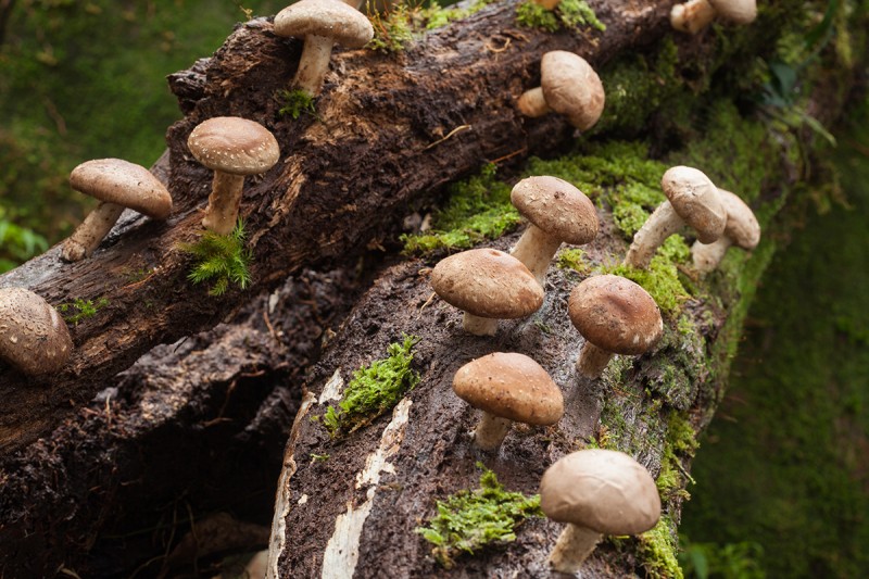 Mushrooms growing on a mossy log on the forest floor