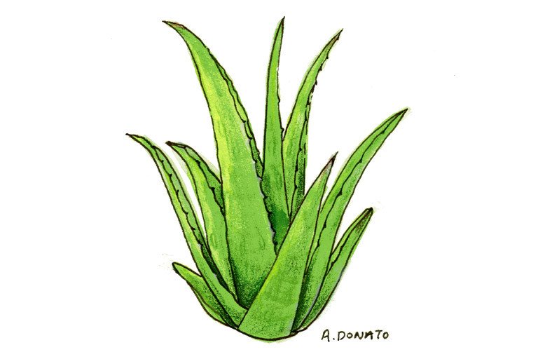 Hand drawn aloe vera plant sketch Royalty Free Vector Image