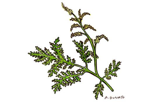 Artemisia annua plant stock photo. Image of nature, herbal - 197594390