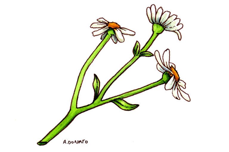 Chrysanthemum - Herbal Reality