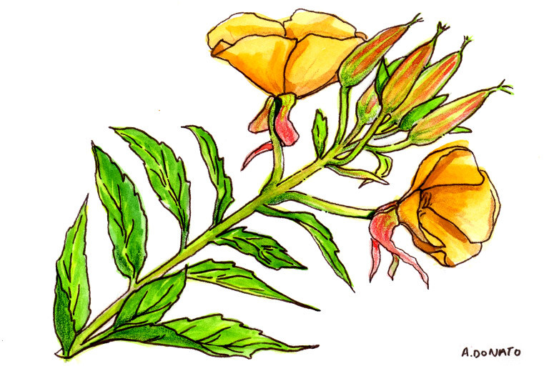 Kaner Flower Drawing | Flowers Drawing Series - YouTube