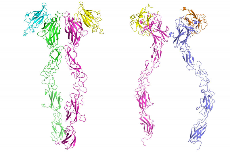 Structure of Eph/ephrin complexes