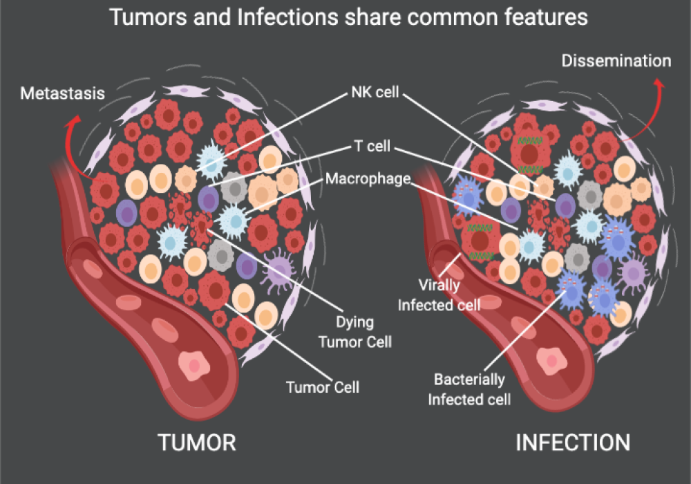 Mechanisms Of BCG Induced Anti-tumor Immunity | Sloan Kettering Institute