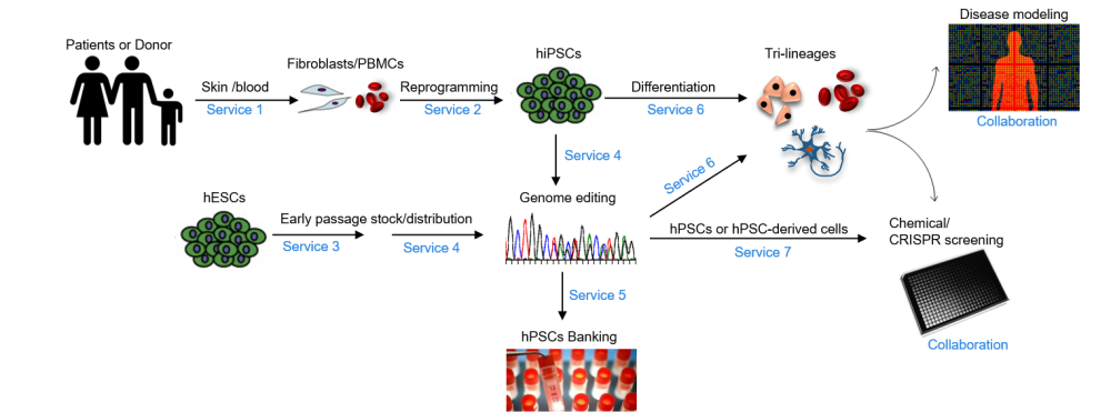 Stem Cell Research: Overview | Sloan Kettering Institute