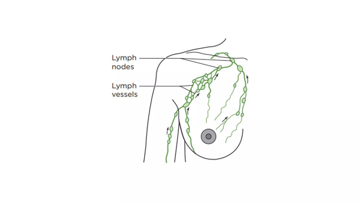 Illustration of the lymphatic system in a breast