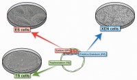 Stamcellen die elk van de drie lineages van de blastocyst vertegenwoordigen.