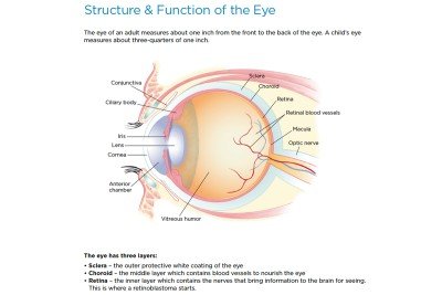 Retinoblastoma: Anatomy Of The Eye 