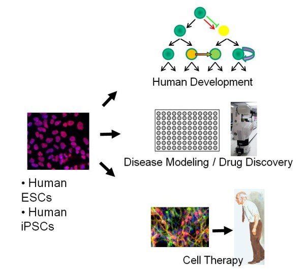 The Lorenz Studer Lab: Research Overview | Sloan Kettering Institute