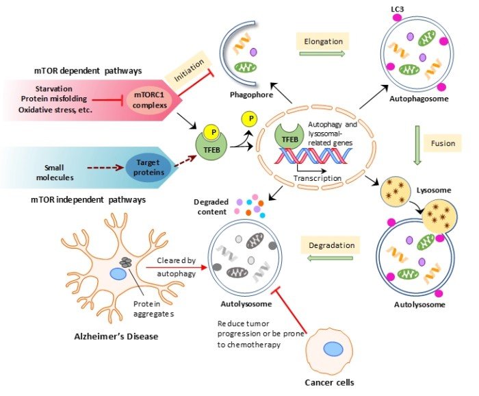 Research Projects | Sloan Kettering Institute