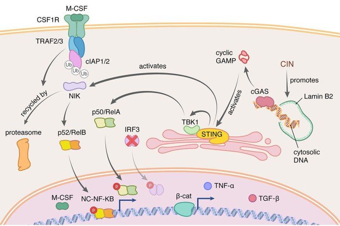 The Samuel Bakhoum Lab: Projects | Memorial Sloan Kettering Cancer Center