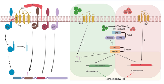 Molecular Pathogenesis of M. tuberculosis infection | Sloan Kettering ...